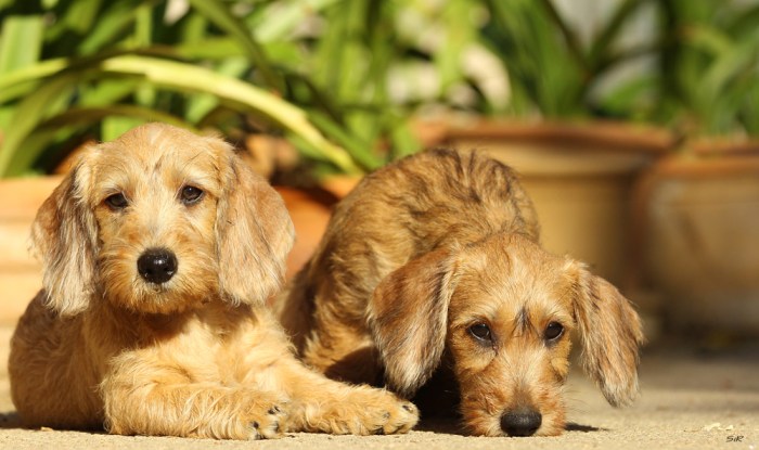 Hijas de Ginebra y Arturo (2)