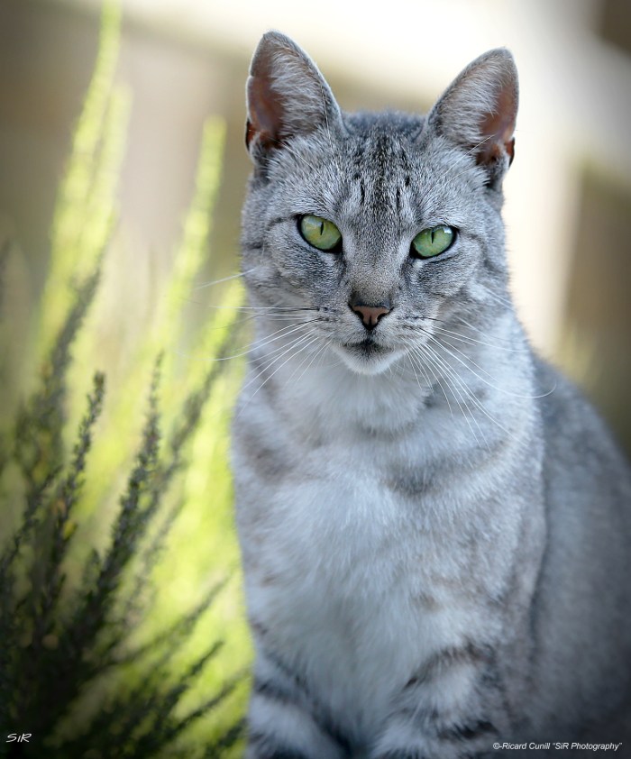 Gatos Arabian Obsession 01