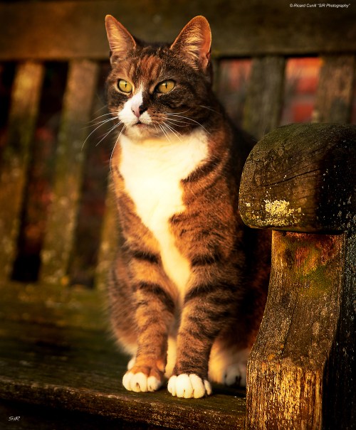 Jadem Arabians 2014 March 03