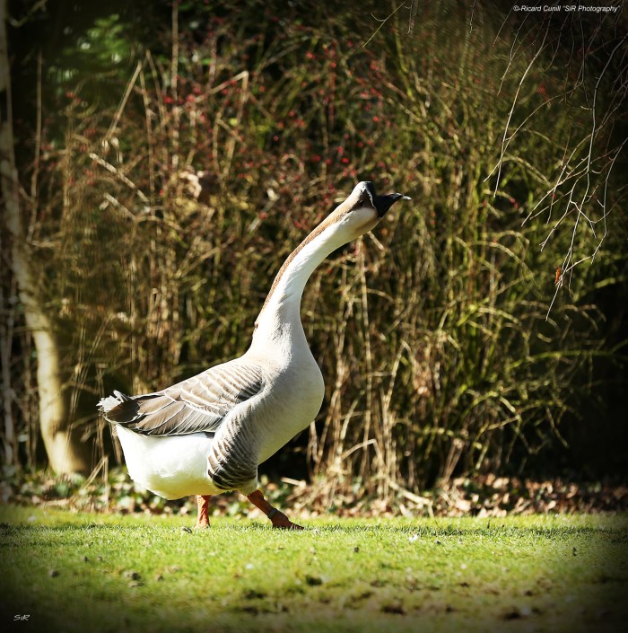 Jadem Arabians 2014 March 04