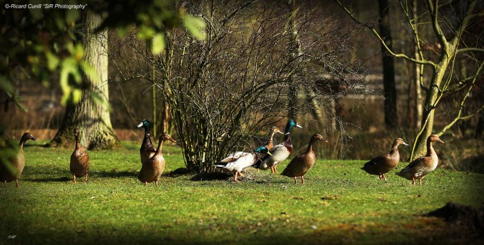 Jadem Arabians 2014 March 06