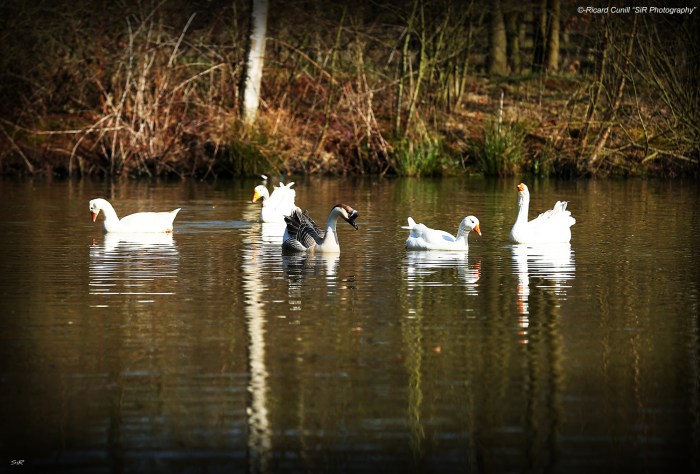 Jadem Arabians 2014 March 07