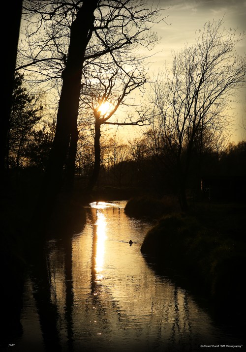 Jadem Arabians 2014 March 11