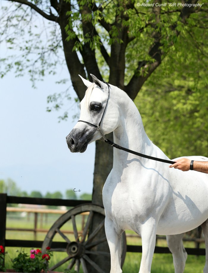 Luca Oberti_Al Ayal Moniscione