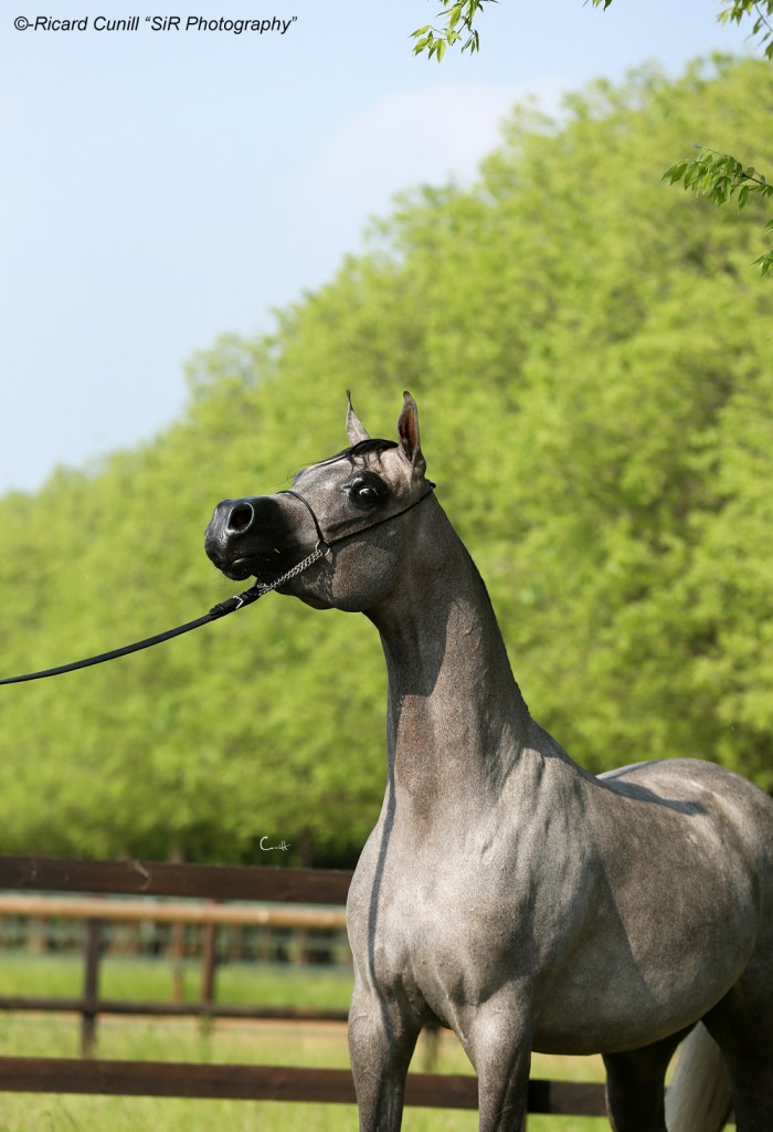 Luca Oberti_El D'Gyo AO