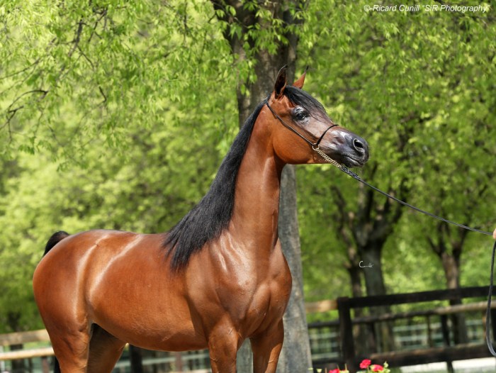 Luca Oberti_El Emeerah AO