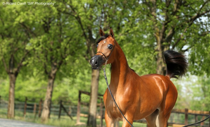 Luca Oberti_Megan Gale