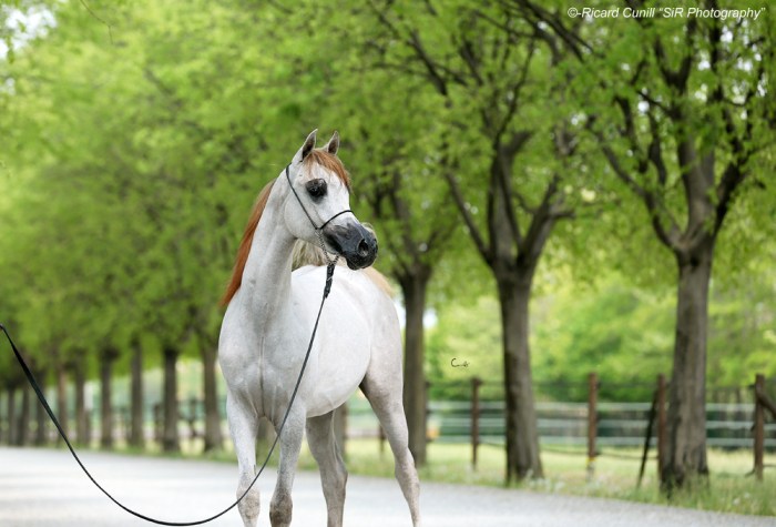 Luca Oberti_SS Leandro AH