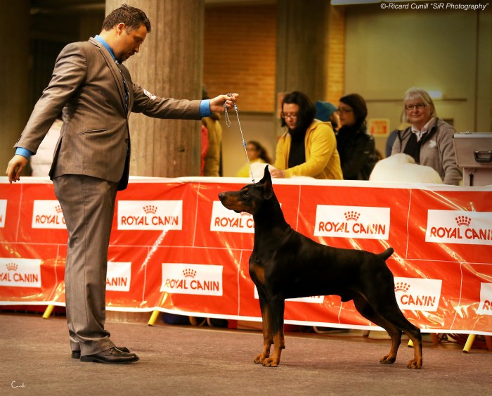 Girona Caninacatalana 2015 01