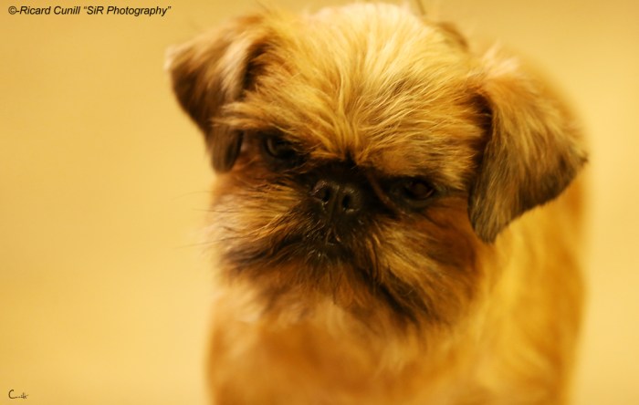 Girona Caninacatalana 2015 05