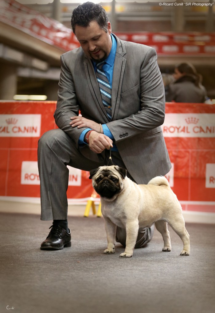 Girona Caninacatalana 2015 08