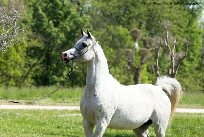 Shazin_Martina (Keyser Soze US x Astorija LK) Mare 2008