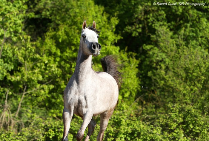 Shazin_MS Delaiyla (El Sid x GHS Daliya) Filly 2012