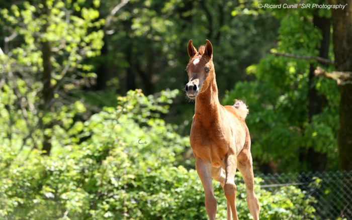 Shazin_RK Lalla (Volkov Al Raix x TF Boukra) Filly 2015