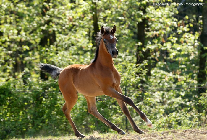 Shazin_RK Tarfah (TF Colours x Muwashasha De Lalpaca) Filly 2015