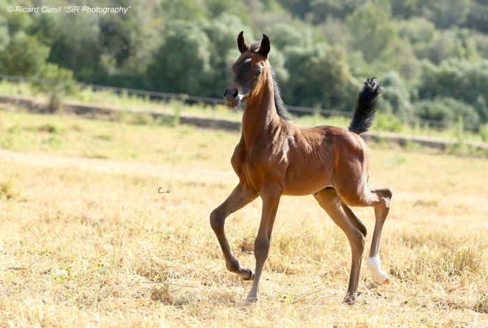 Ses Planes 2015_Abha Aramis