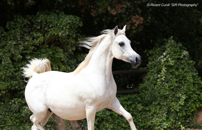 Ses Planes 2015_Abha Harimi