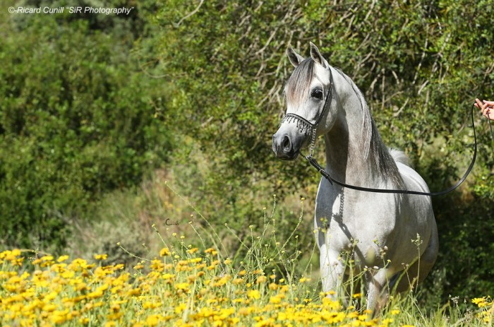 Ses Planes 2015_Abha Valis