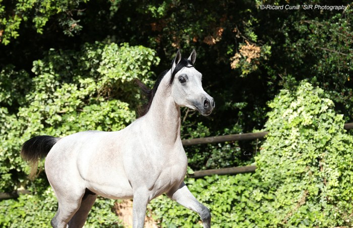 Ses Planes 2015_Abha Yaiti