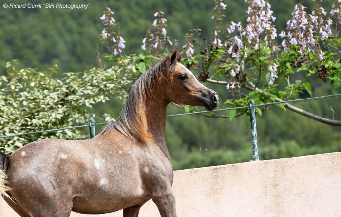 Ses Planes 2015_Abha Yamila