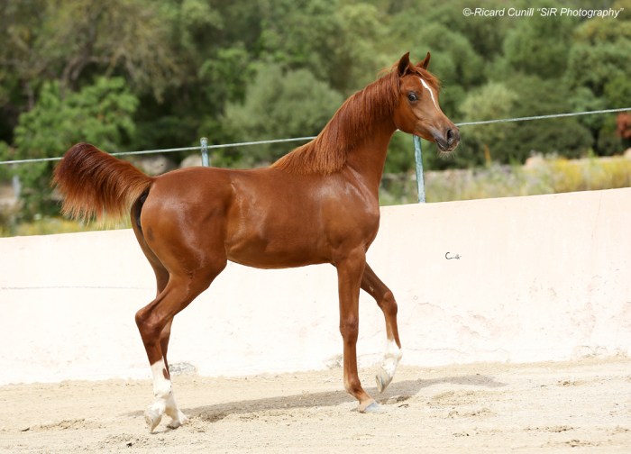 Ses Planes 2015_Abha Zarifa