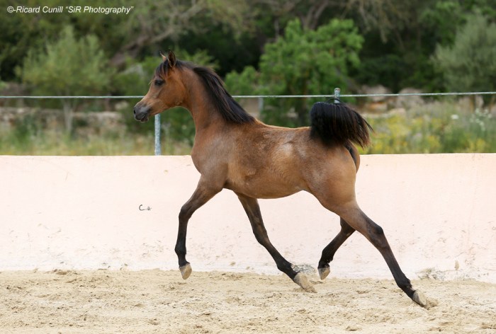 Ses Planes 2015_Abha Zoraidah