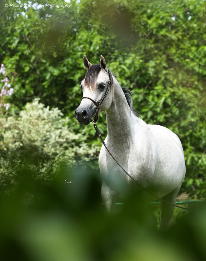 Ses Planes 2015_ZT Magrumi