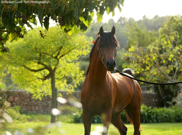 Abha Voltaire 2015 3