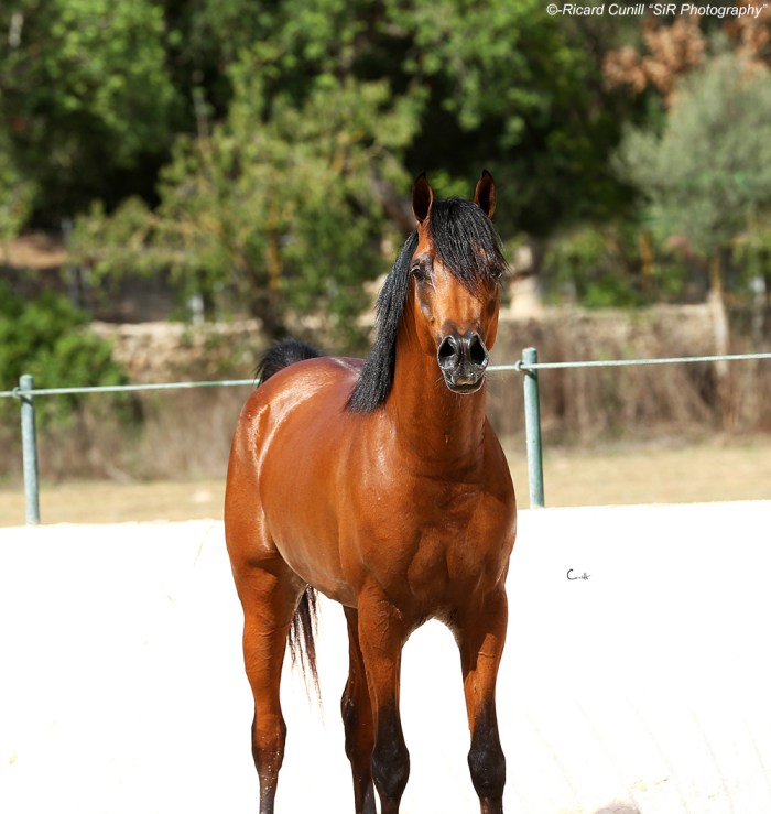 Abha Voltaire 2015 5