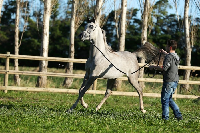 L'Emperador EA i Robin 2016