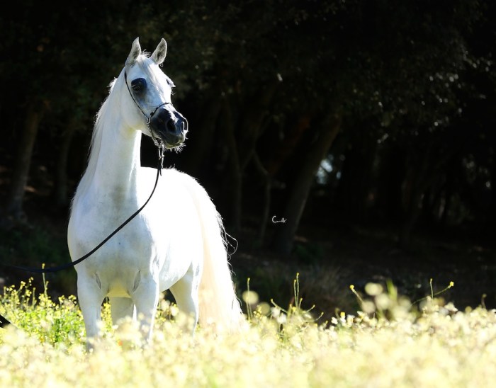 Neila Chanel_May 2016