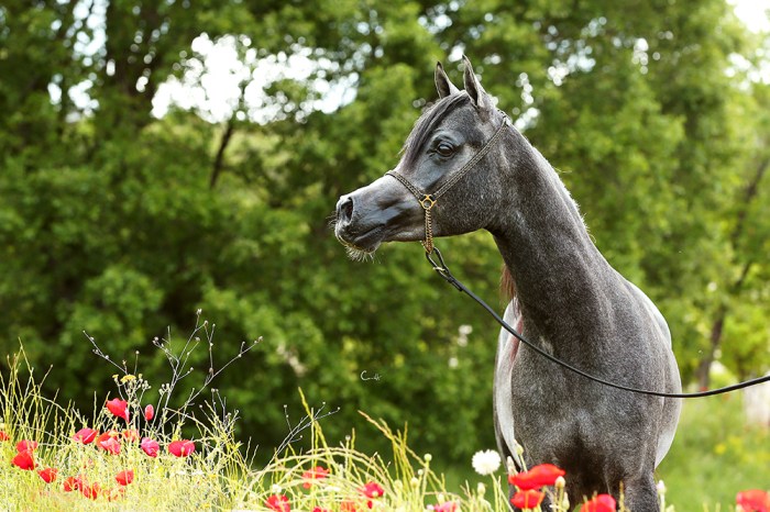 Izan Al Cape_Mayo 2016