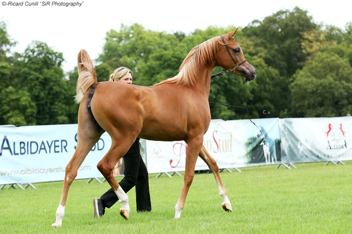 1st 03 AJ Rafiqa SIR_8645 copia