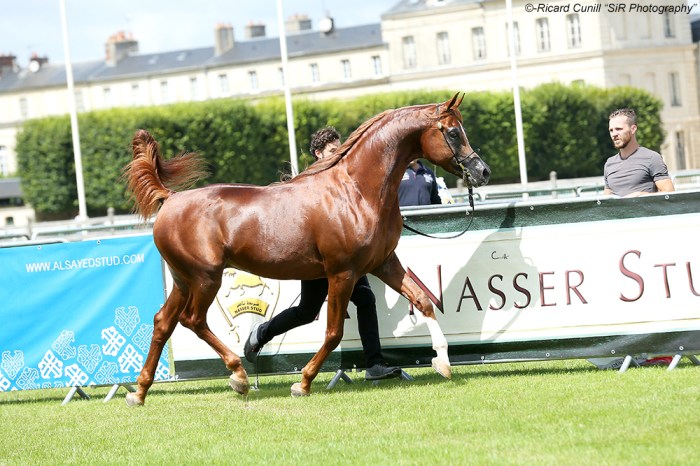 1st 70 Cavalli SIR_4868 copia