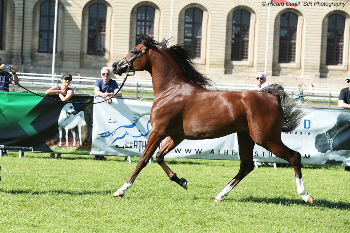 1st 78 Radjah De Cartherey SIR_9794 copia