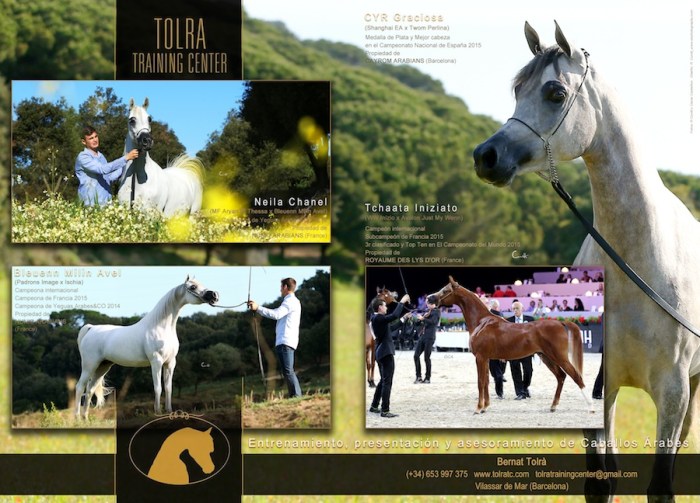 anuncio-catalogo-2016_tolra-arabians-web