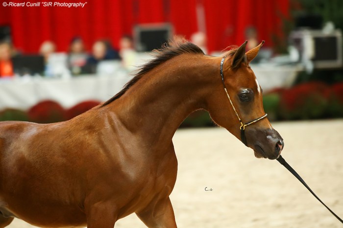 88-vdv-conquestador-aa0z7030-copia